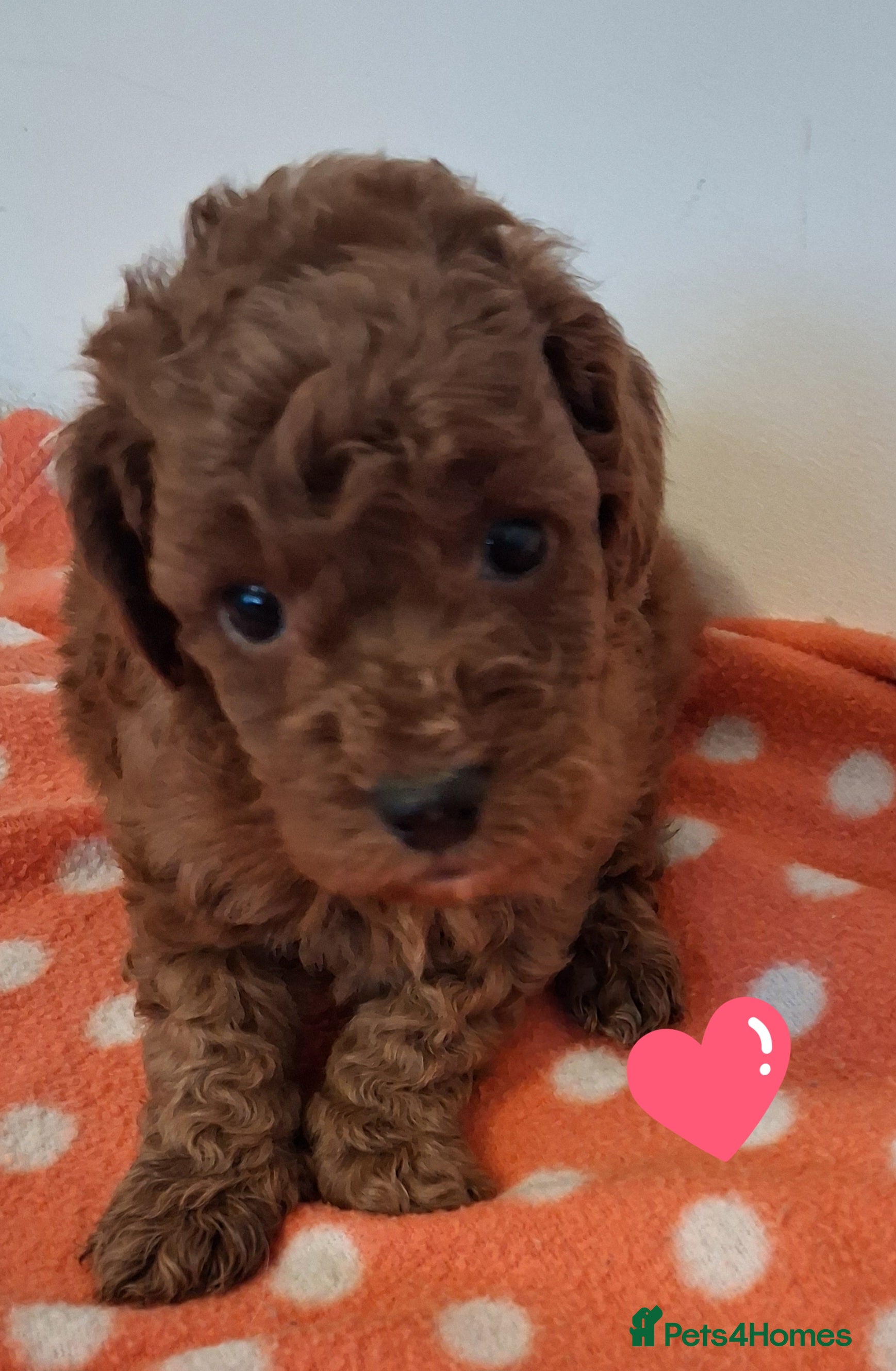 Cockapoo dogs ** ADORABLE COCKAPOO PUPPIES ** - Advert 6