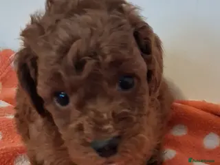 Cockapoo dogs ** ADORABLE COCKAPOO PUPPIES ** - Advert 6