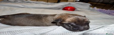 Belgian Shepherd Dog 2