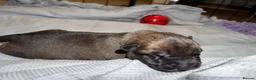 Belgian Shepherd Dog dogs for sale: Health tested dark stable but able Malinois  - Advert 10
