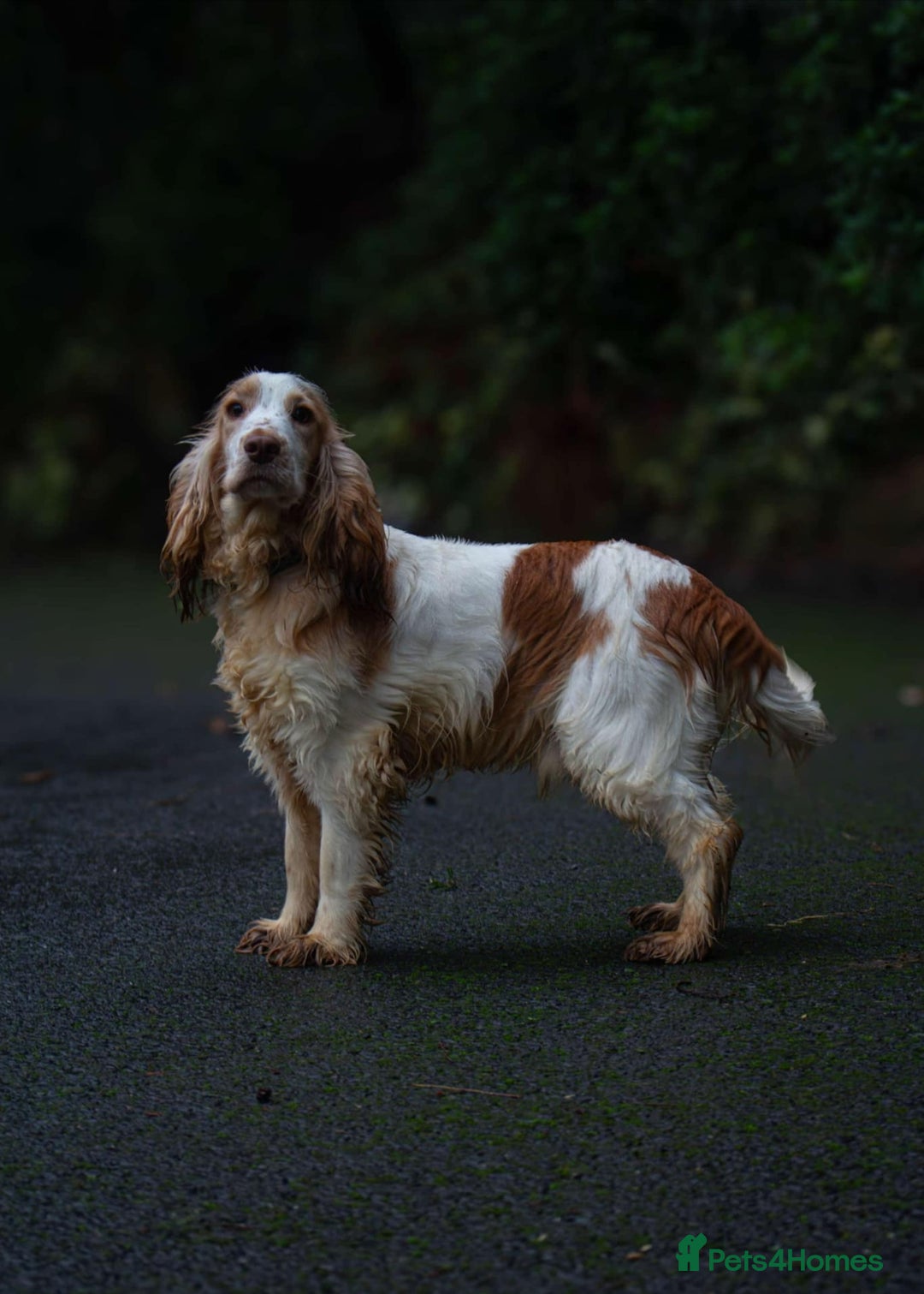 Cocker Spaniel dogs for sale: Cocker Spaniel puppies  - Image 25