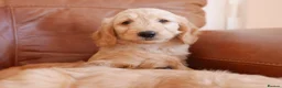 Mini Goldendoodle dogs for sale: Stunning Health Tested Miniature Goldendoodles - Advert 14