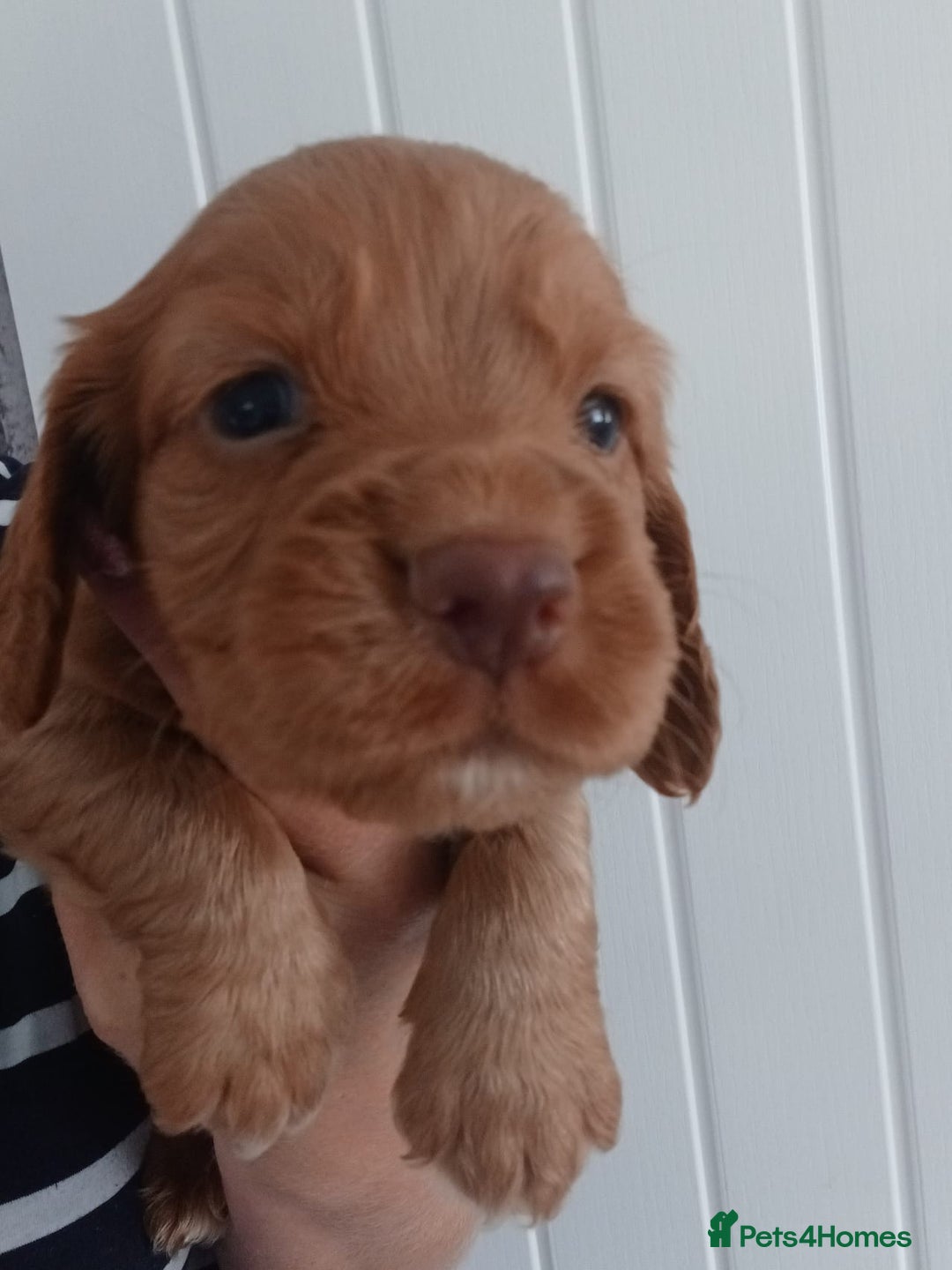 Cocker Spaniel dogs for sale: Kc reg cocker spaniels ready 17th Aug - Image 9