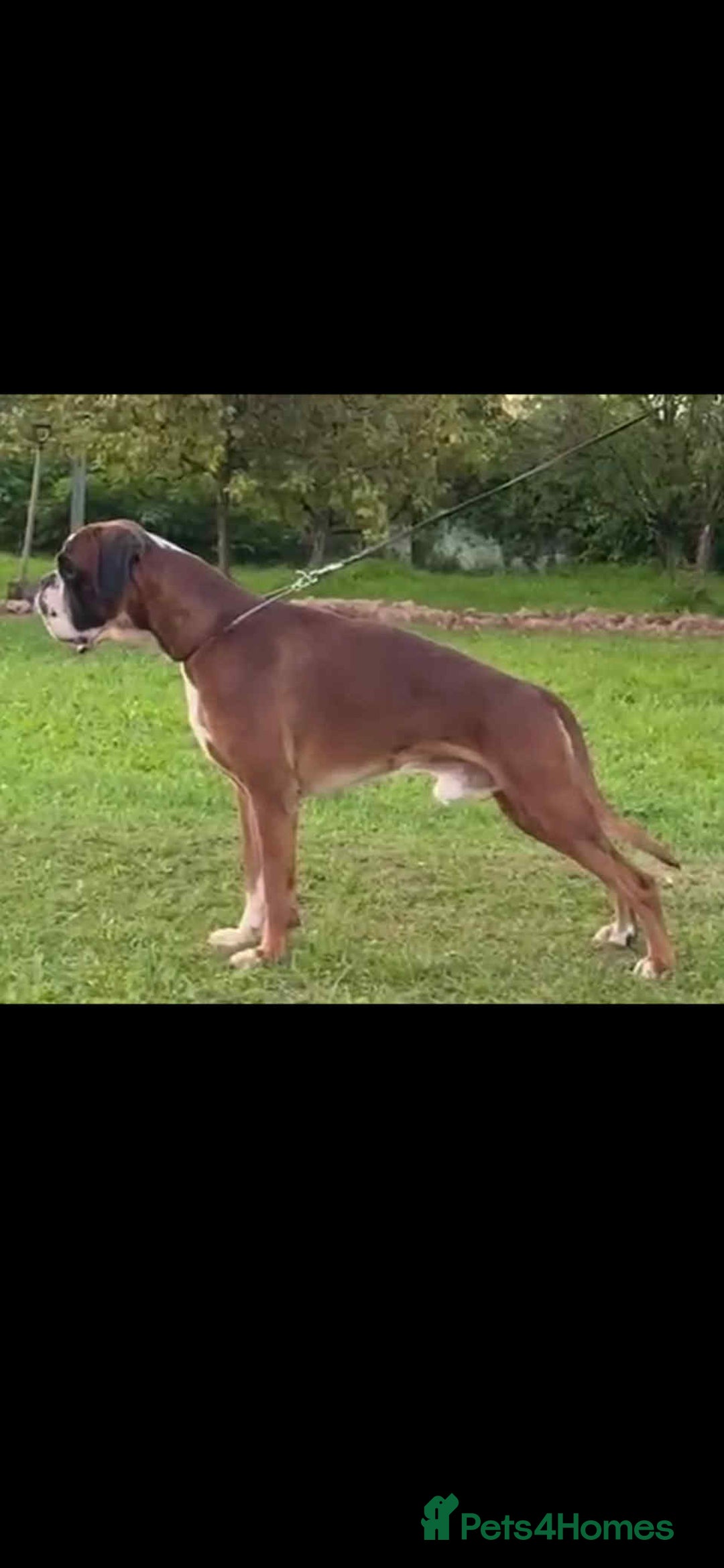 Boxer dogs for sale: 4 KC REG - COI 0% - Multi Champion Bloodline Pups - Image 8