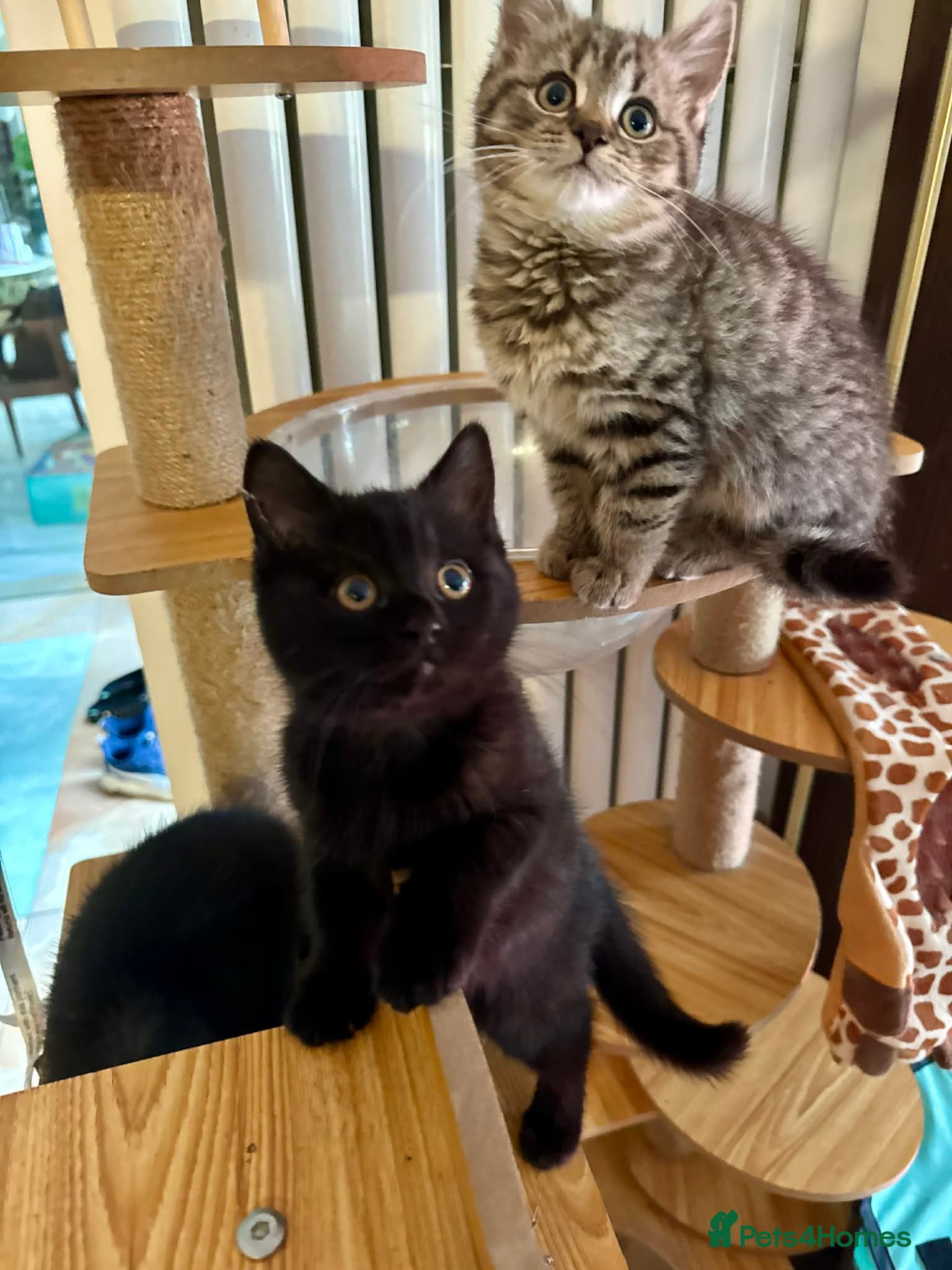 British Shorthair cats Glorious Pure BSH Kittens Ready Now! - Advert 1