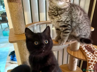 British Shorthair cats Glorious Pure BSH Kittens Ready Now! - Advert 5