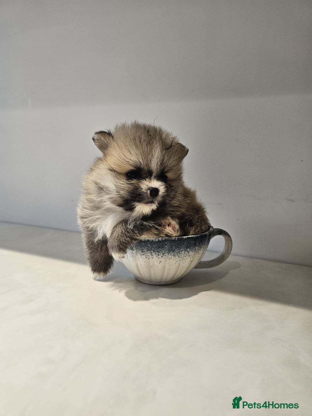 Pomeranian dogs for sale: Adorable mini Pomeranian ❤ - Advert 13