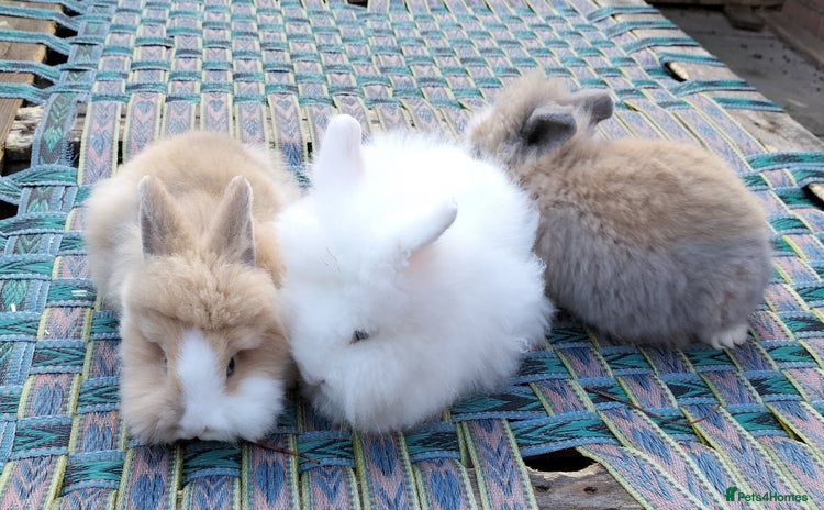 Lionhead rabbits Lovely Lionhead Baby Bunnies – Friendly & Ready🐰✨ - Advert 2