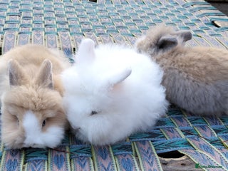 Lionhead rabbits Lovely Lionhead Baby Bunnies – Friendly & Ready🐰✨ - Advert 4