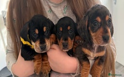 Mixed Breed dogs for sale: Docker dachshund ** paniel puppies  - Image 2