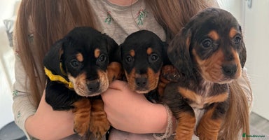 Mixed Breed dogs - Advert 11