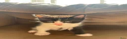 Mixed Breed cats for sale: Kittens  in Bristol - Advert 9