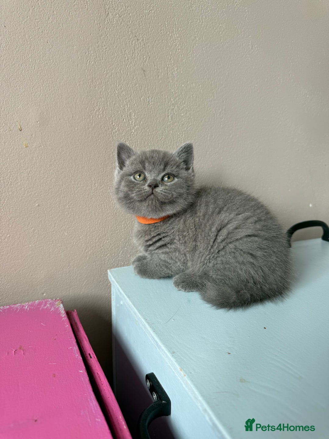 British Shorthair cats for sale: Pedigree BSH Last Female kitten ready to go!! - Image 21