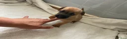 Jack Russell dogs for sale: Beautiful Jack Russell puppies  - Advert 27