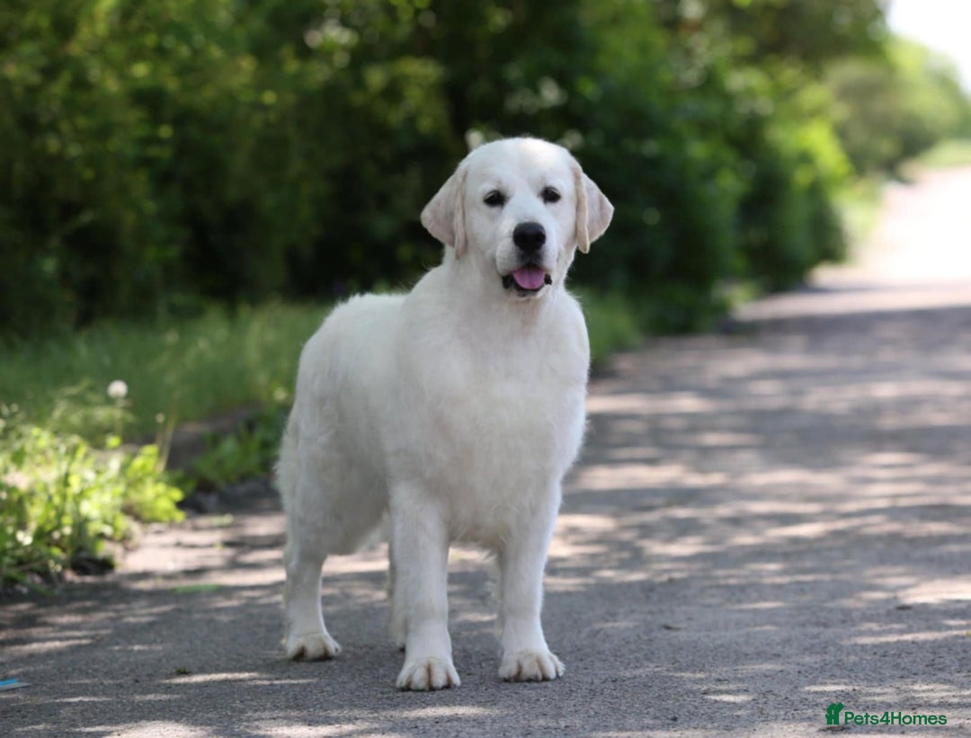 Golden Retriever dogs for sale: 9 gorgeous golden retriever pups  - Image 18