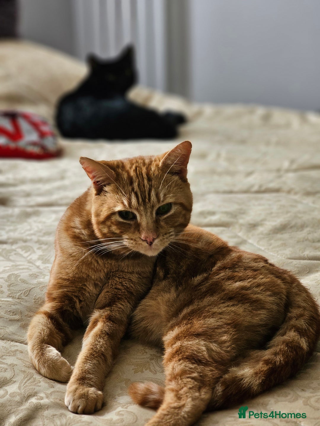 Bombay cats for sale: Bombay and ginger - Image 1