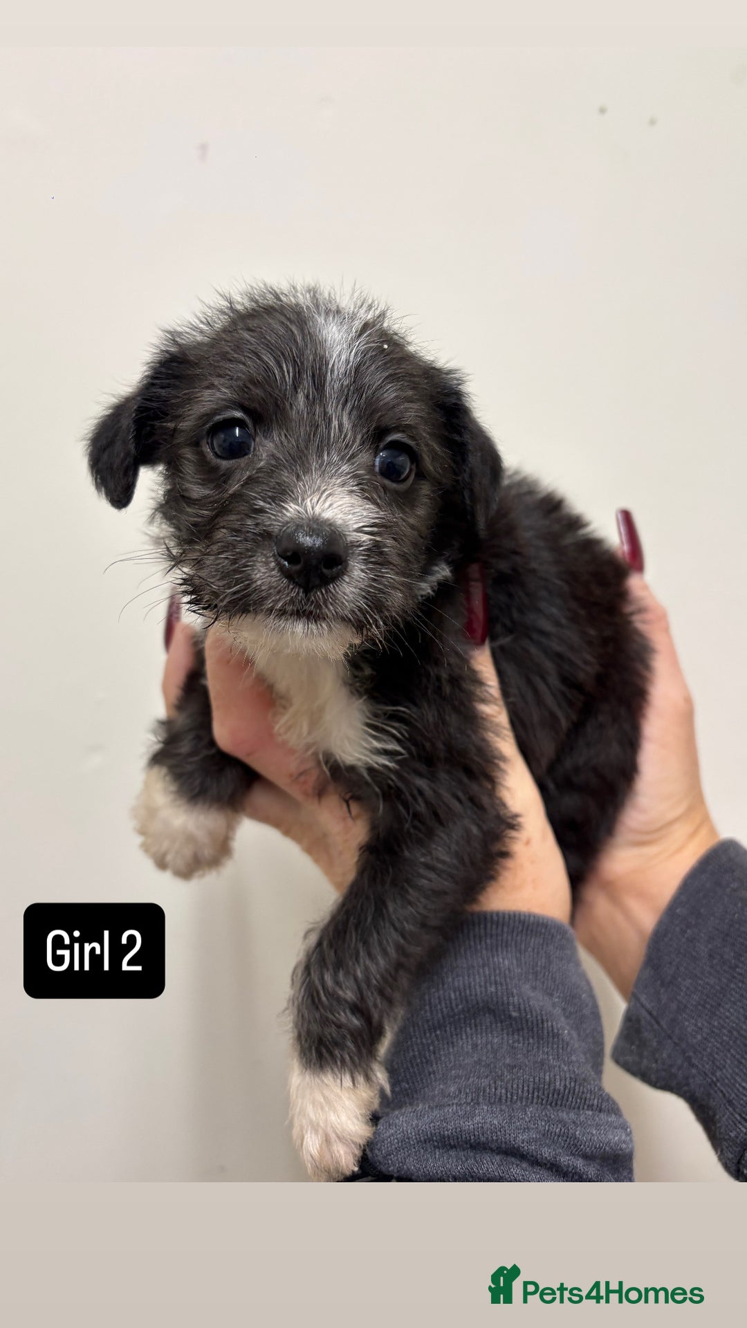 Jackapoo dogs for sale: KC Type jackapoo puppies ready to leave 3rd jan  - Advert 6