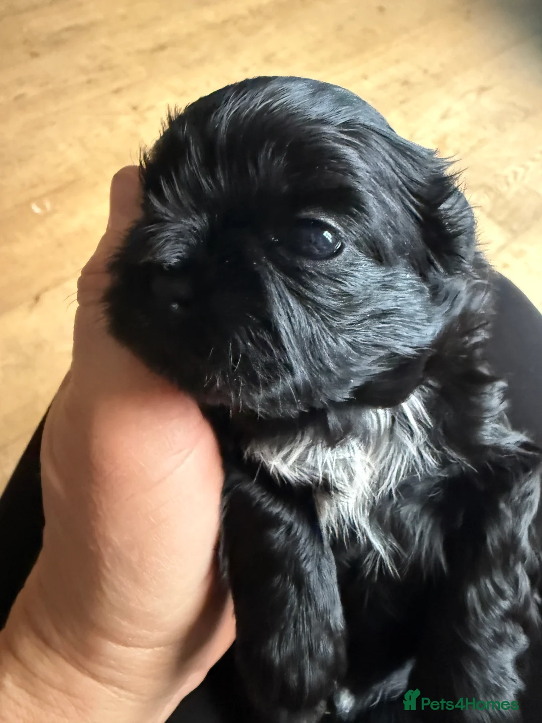 Shih Tzu dogs for sale: Shih Tzu Beauties, Imperial lines - Advert 17