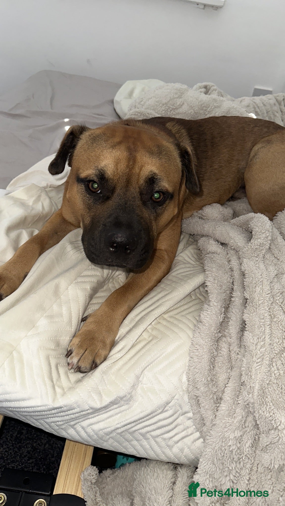 Mixed Breed dogs Zeus  - Advert 2