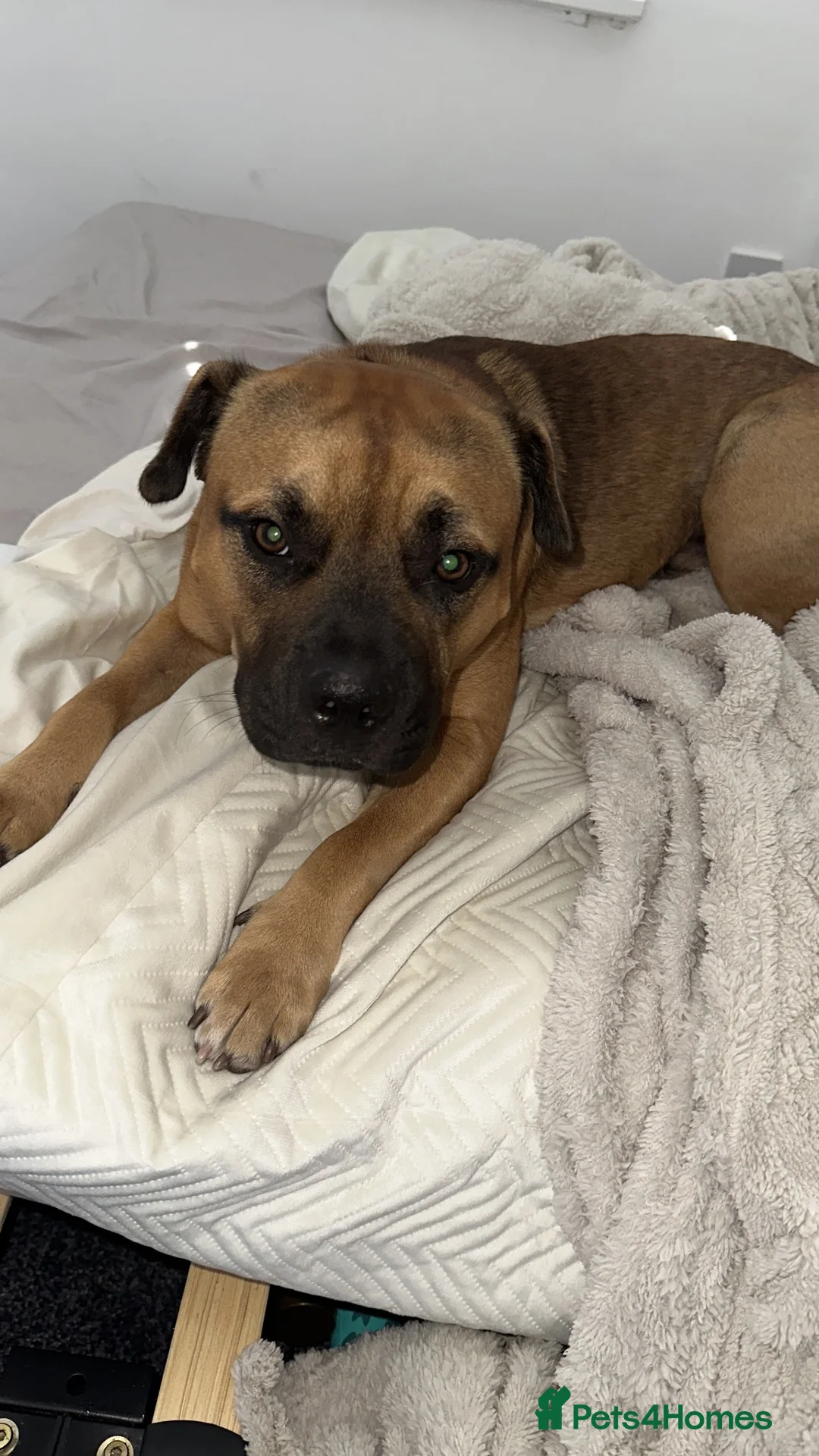 Mixed Breed dogs for sale: Zeus  in Thornton-Cleveleys - Advert 1