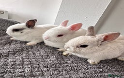 Netherland Dwarf rabbits for sale: Gorgeous Netherlands dwarf baby bunnies - Image 1