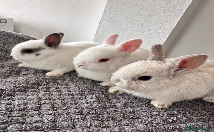 Netherland Dwarf rabbits - Advert 1