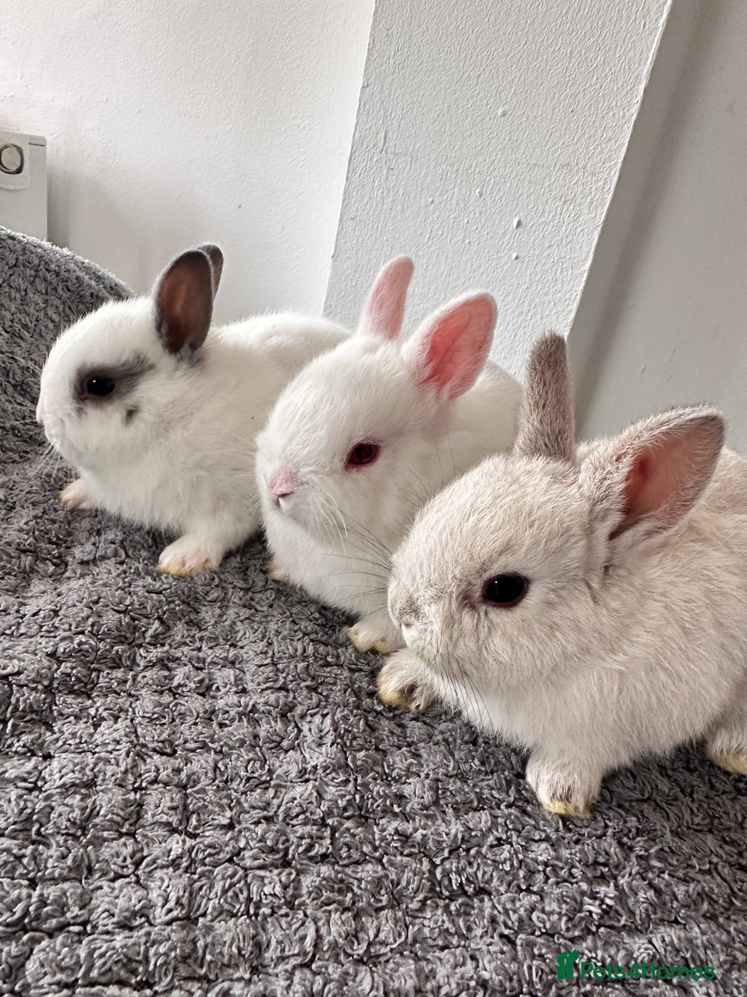Netherland Dwarf rabbits for sale: Gorgeous Netherlands dwarf baby bunnies - Image 1