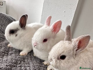 Netherland Dwarf rabbits - Advert 13