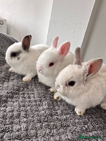 Netherland Dwarf rabbits - Advert 10