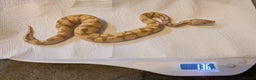 Python Snake reptiles for sale: Reptiles for sale  - Advert 8