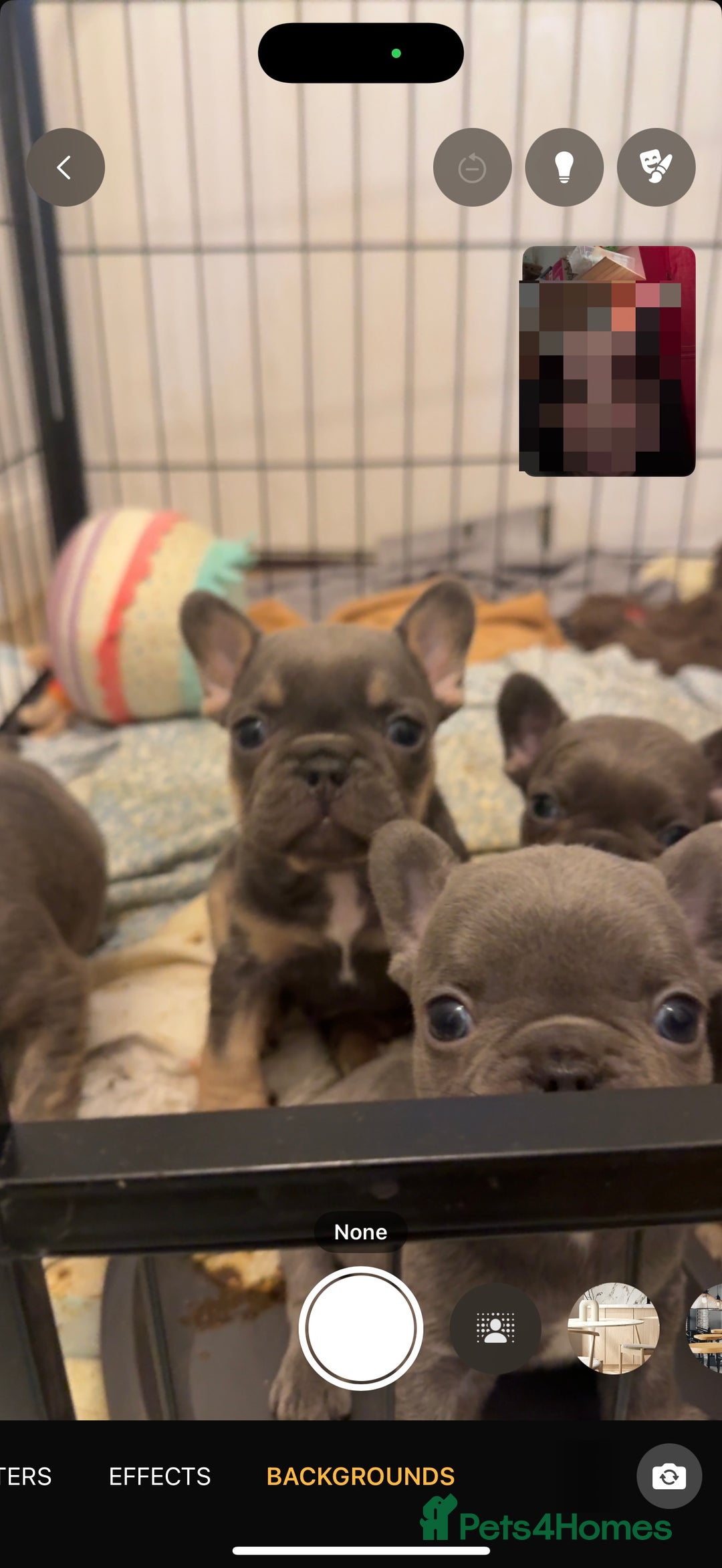 French Bulldog dogs for sale: Quality french bulldogs for sale - Advert 3