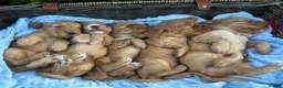 Cocker Spaniel dogs for stud: PROVEN STUD 100% show cocker, KC REG, Clear health - Advert 5