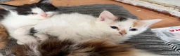 Mixed Breed cats for sale: Mixed Breed Kittens 1 M 3 F - Advert 7