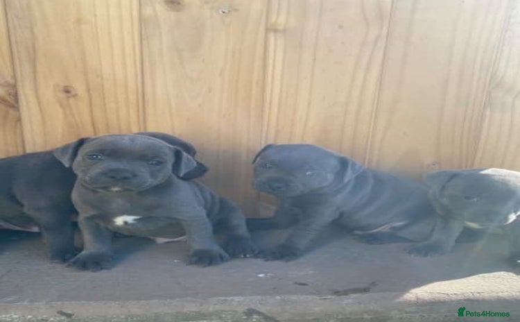 Staffordshire Bull Terrier dogs - Advert 16