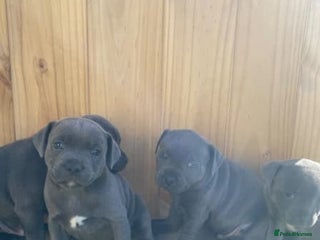 Staffordshire Bull Terrier dogs - Advert 11