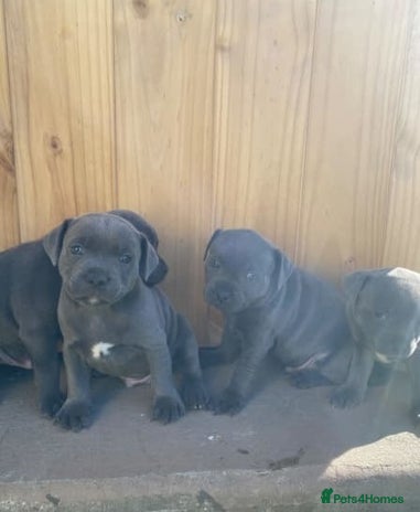 Staffordshire Bull Terrier dogs - Advert 3