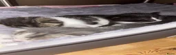 Mixed Breed cats for sale: Last remaining black and white kitten! - Advert 4
