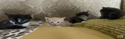 Domestic Shorthair cats for sale: Very cute and friendly litter of kittens  - Advert 5