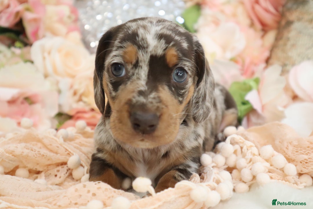 Miniature Dachshund dogs for sale: KC Registered Miniature Dachshund Puppies - Image 12