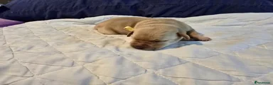 Labrador Retriever Puppy 5