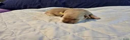 Labrador Retriever dogs for sale: Labrador Retriever puppies in Haverhill - Advert 9