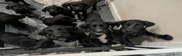Mixed Breed dogs for sale: Beautiful puppies ready for forever homes in Preston - Advert 28