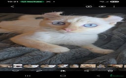 Mixed Breed cats for sale: Two ginger boys and one Flame point - Image 19