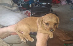 Mixed Breed dogs for sale: Beautiful litter of dachshund mix puppies  - Image 3