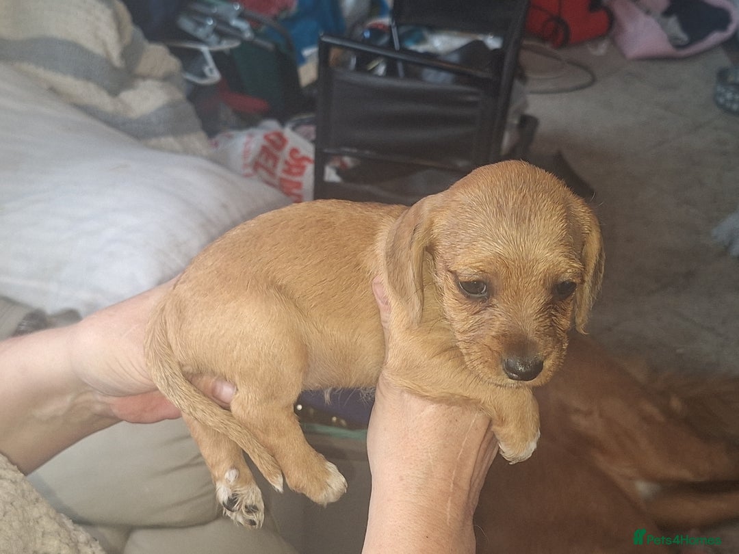 Mixed Breed dogs for sale: Beautiful litter of dachshund mix puppies  - Image 3