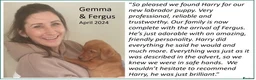 Labrador Retriever dogs for sale: Red Fox Labs : Health Checked-KC Reg,FTCH Pedigree - Advert 17