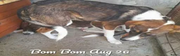 Mixed Breed dogs for adoption: Bom Bom, 7 months approx. Available for adoption. - Advert 2