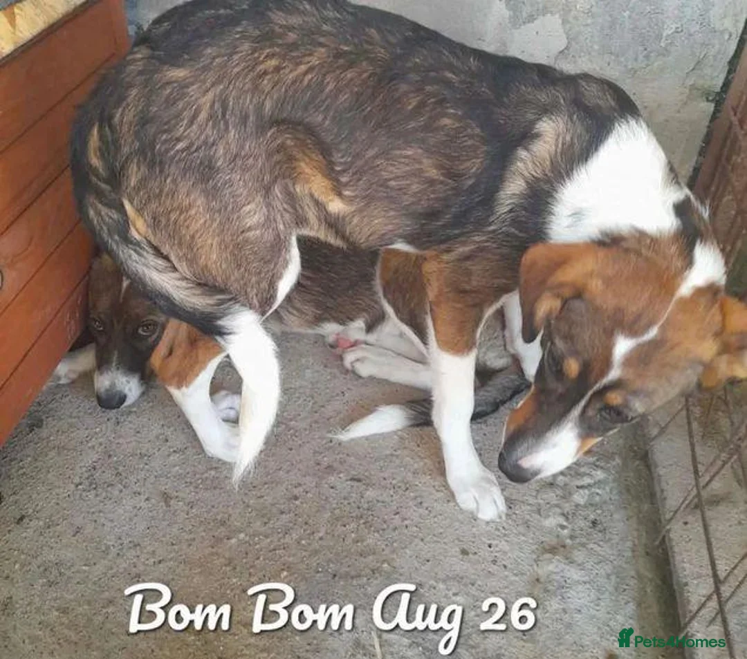 Mixed Breed dogs for adoption: Bom Bom, 7 months approx. Available for adoption. - Advert 2