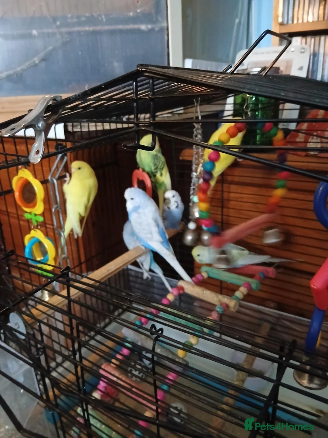 Budgerigars birds for sale: Budgies in Littlehampton - Advert 1