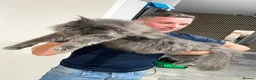 Maine Coon cats for sale: Maine Coon kittens READY TO LEAVE/3girls left - Advert 12
